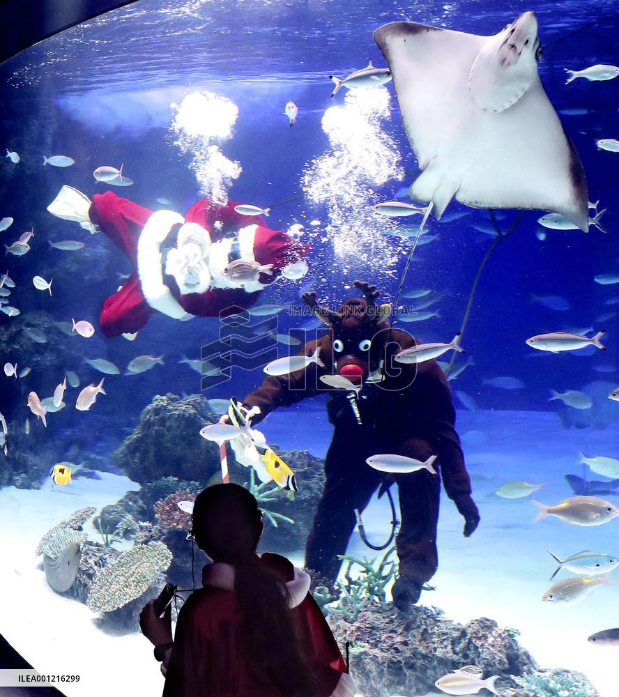 Christmas show at aquarium