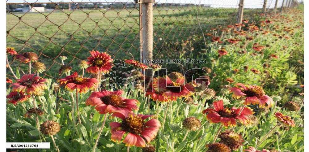 Ochoa wins Women's British Open golf tournament