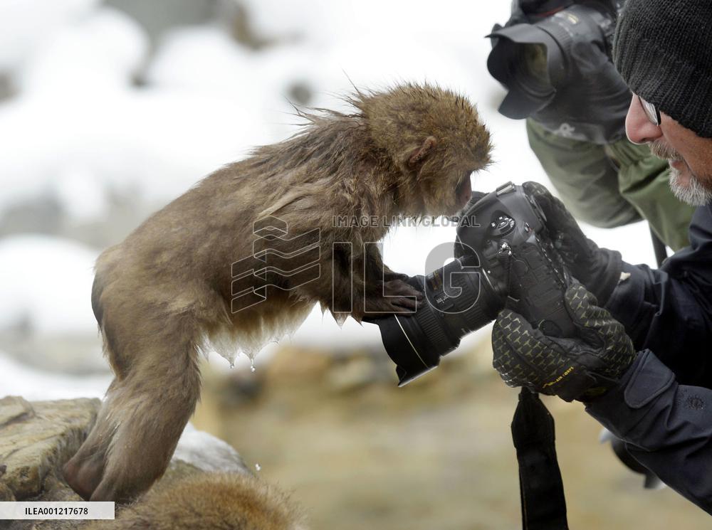 Monkeys in hot spring