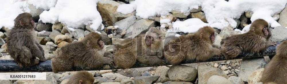 Monkeys in hot spring