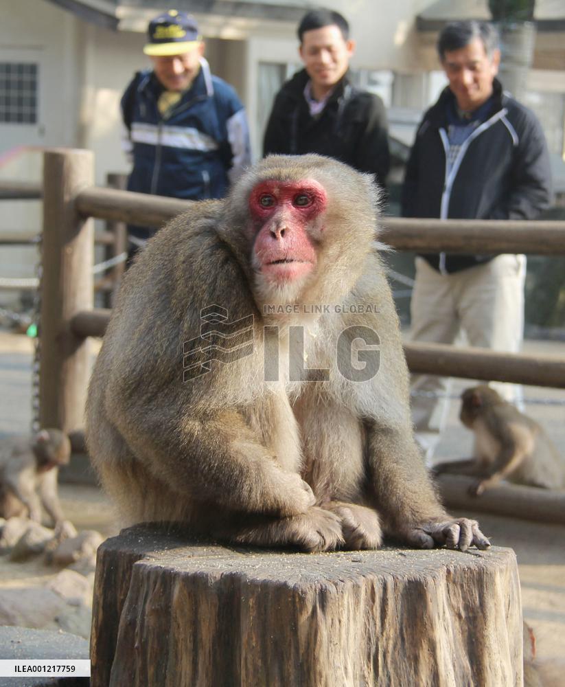 New boss monkey takes helm at Oita zoo