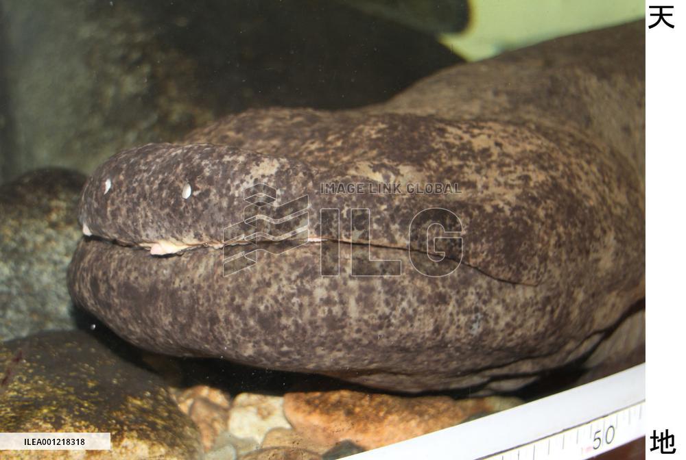 Japan's biggest giant salamander dies