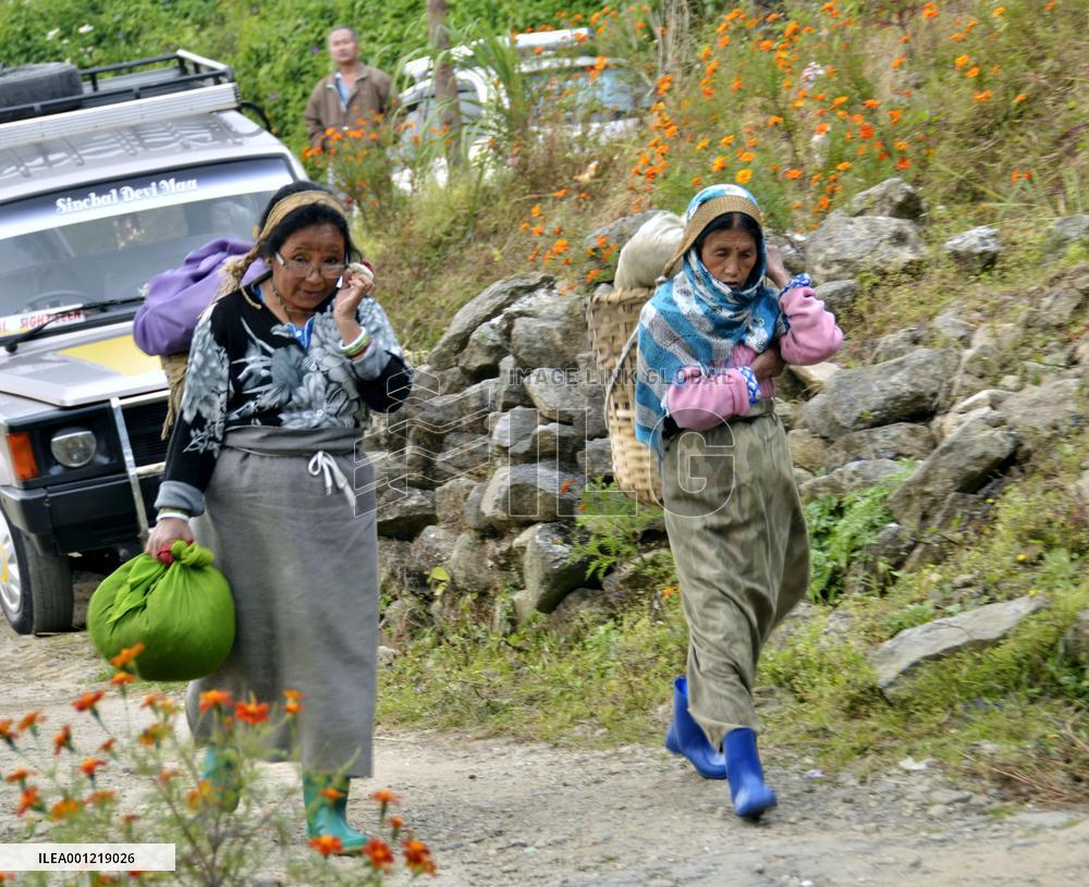 Darjeeling tea plantation