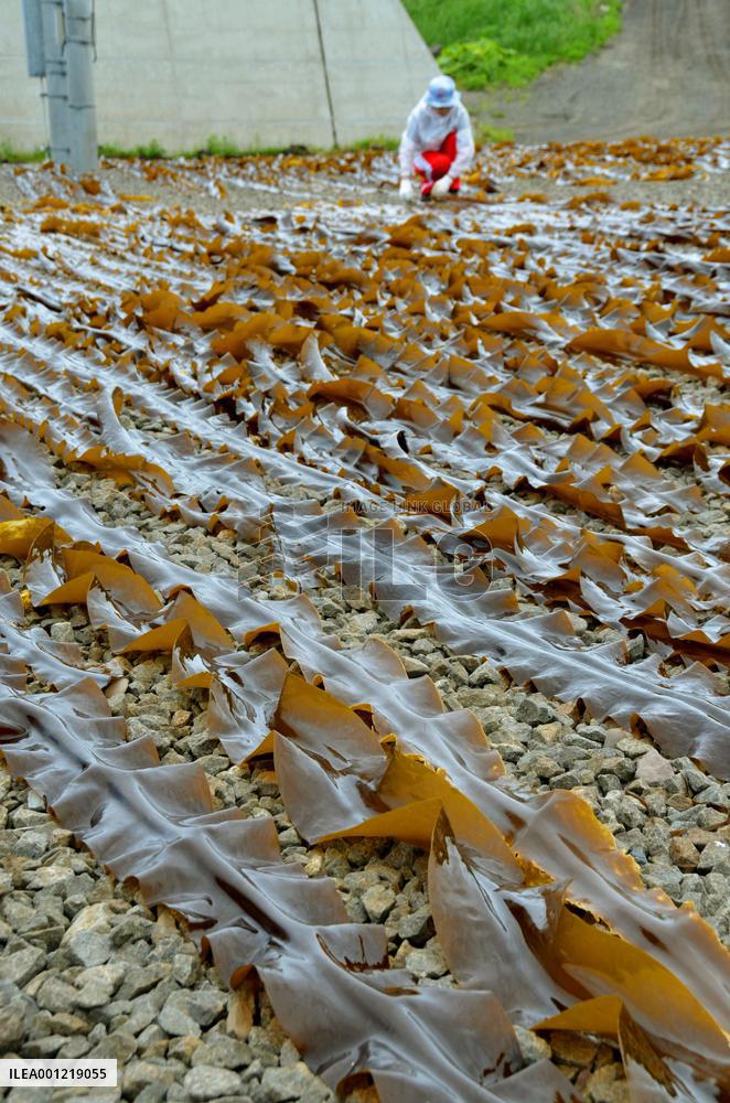 Kelp gathering off Hokkaido begins