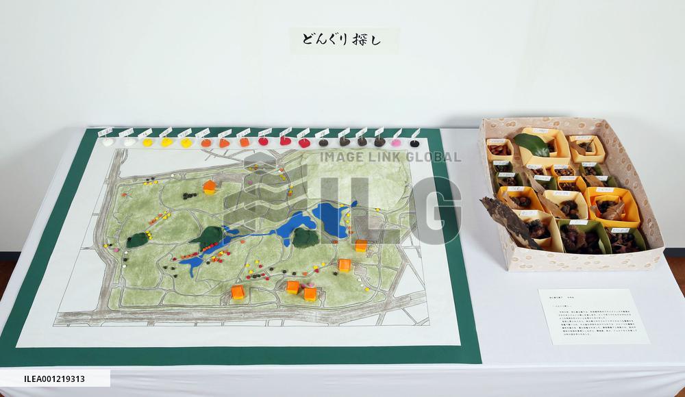 Prince Hisahito's acorn collection, map exhibited