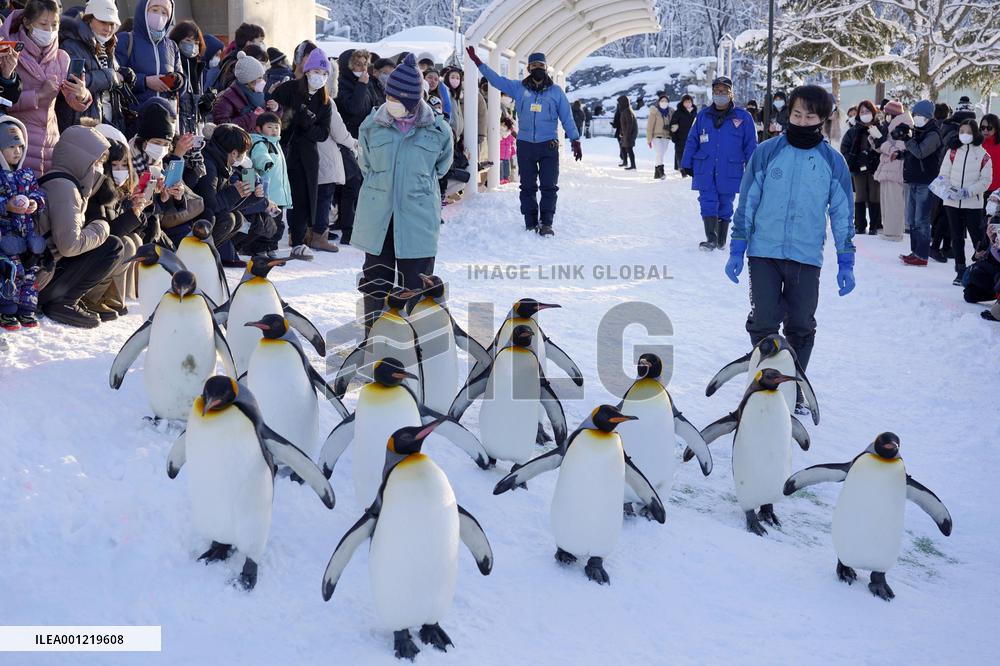 Penguin parade at northern Japan zoo