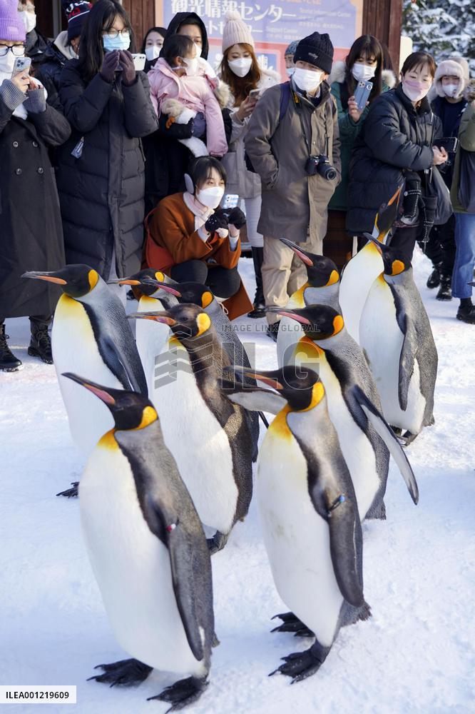 Penguin parade at northern Japan zoo