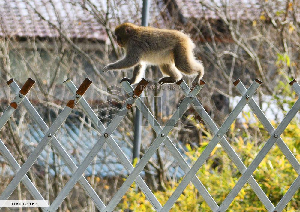 Wild monkey near crippled Fukushima Daiichi nuclear plant