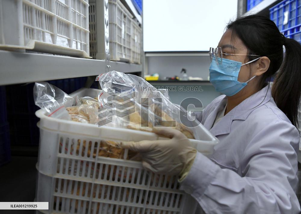 CHINA-HENAN-ZHENGZHOU-ARCHAEOLOGIST (CN)