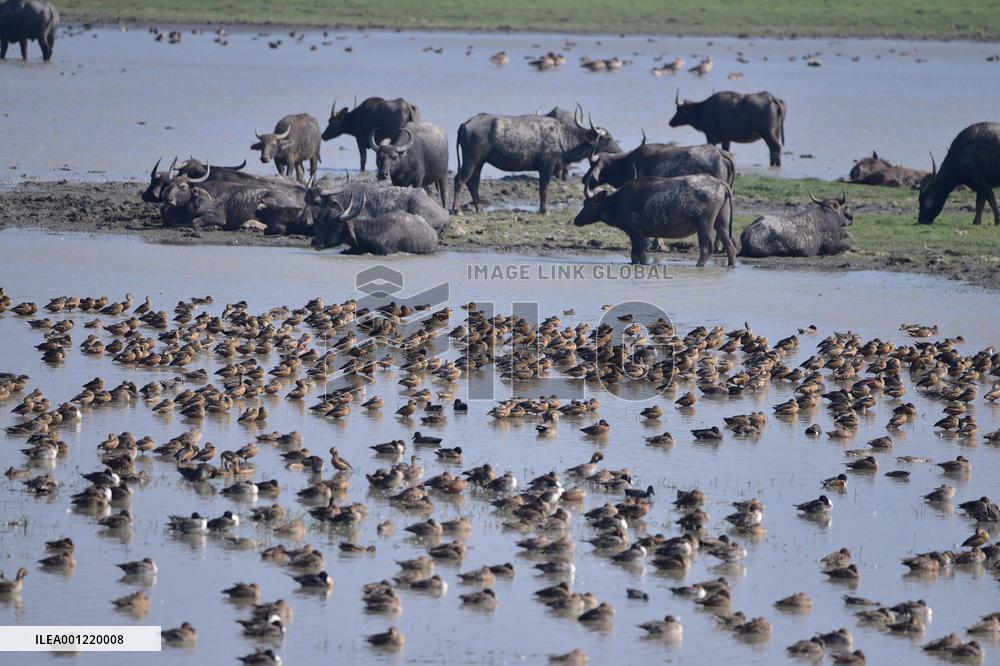 INDIA-ASSAM-MIGRATORY BIRDS