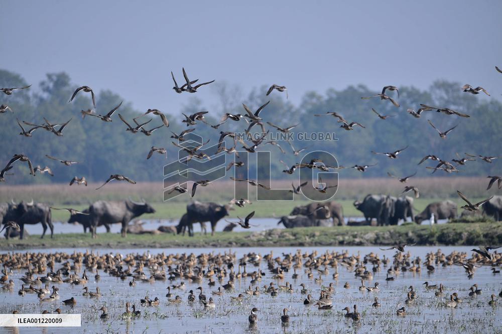 INDIA-ASSAM-MIGRATORY BIRDS