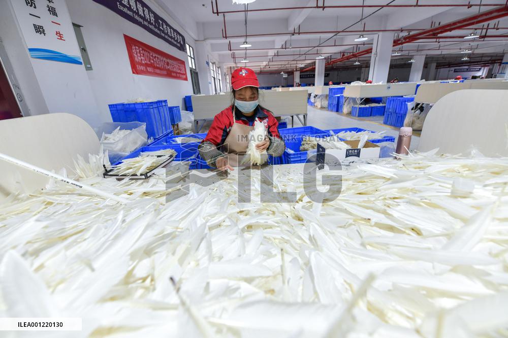 CHINA-GUIZHOU-JINPING-BADMINTON SHUTTLECOCKS (CN)
