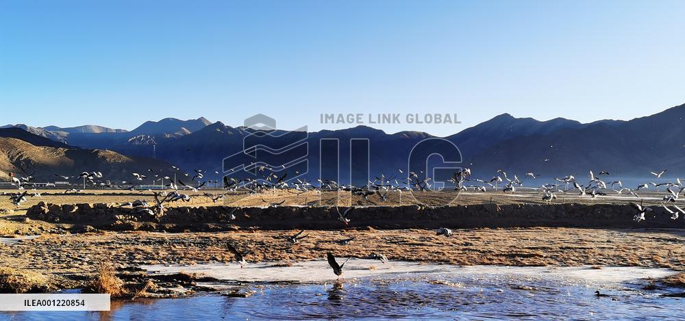 CHINA-TIBET-LHASA-MIGRATORY BIRDS (CN)