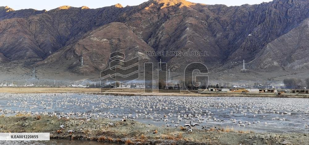 CHINA-TIBET-LHASA-MIGRATORY BIRDS (CN)