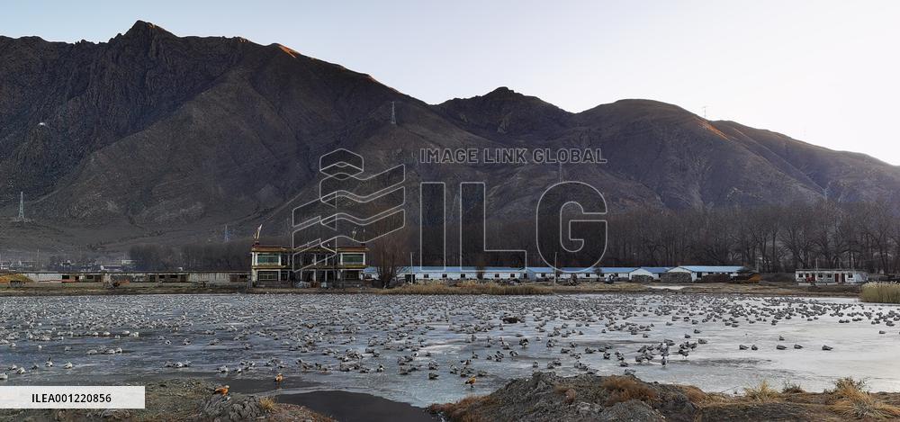 CHINA-TIBET-LHASA-MIGRATORY BIRDS (CN)