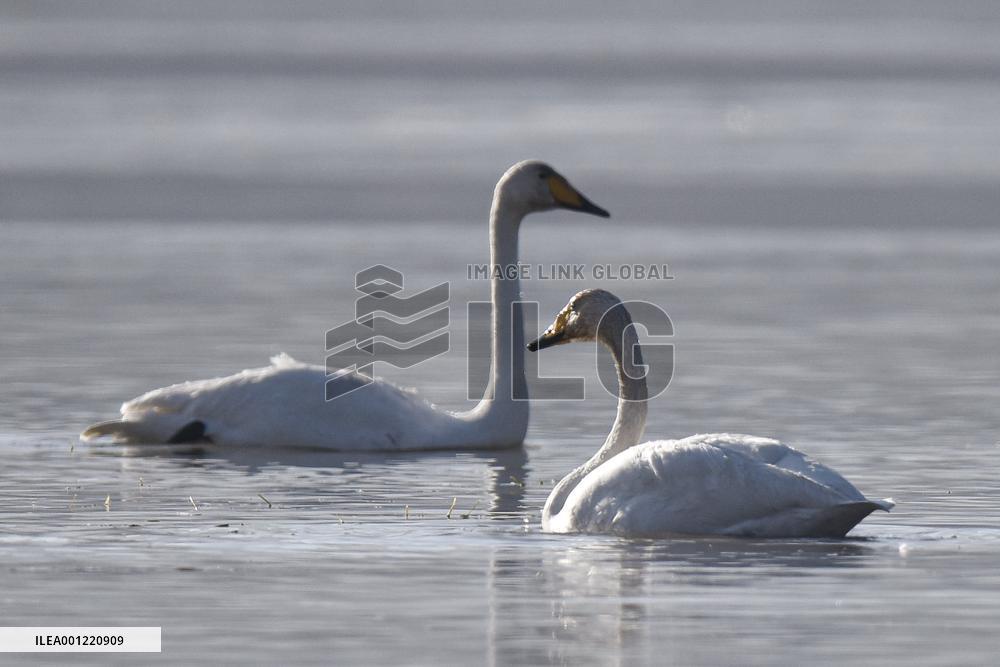 CHINA-QINGHAI-WHOOPER SWAN (CN)
