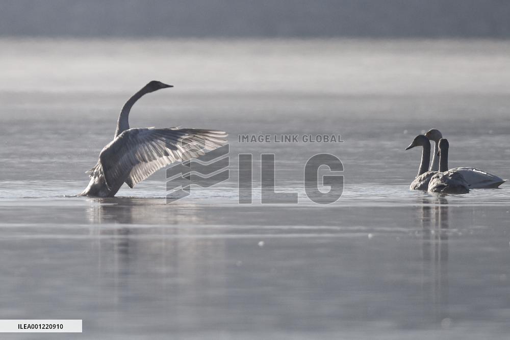 CHINA-QINGHAI-WHOOPER SWAN (CN)