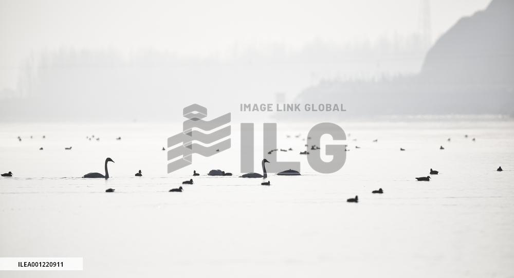 CHINA-QINGHAI-WHOOPER SWAN (CN)