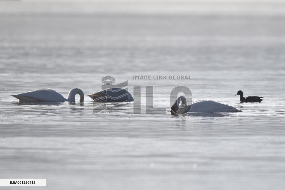CHINA-QINGHAI-WHOOPER SWAN (CN)