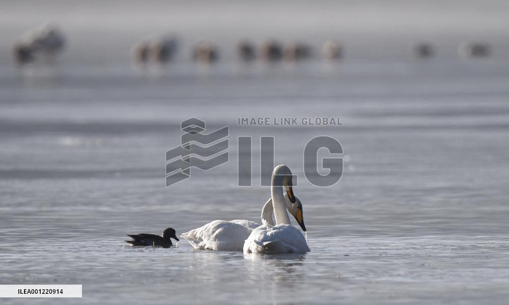 CHINA-QINGHAI-WHOOPER SWAN (CN)