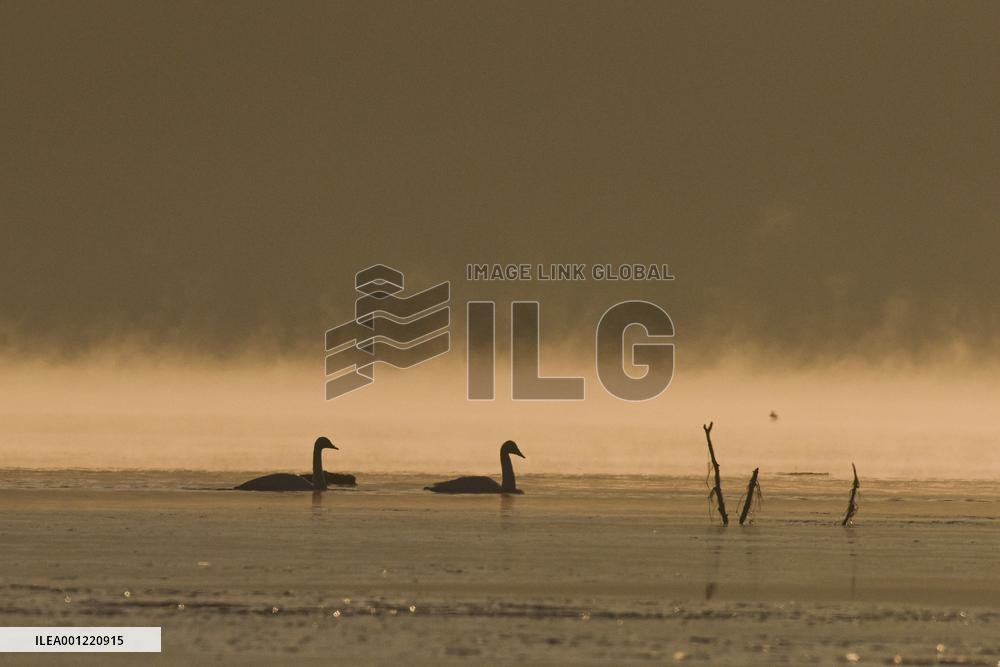 CHINA-QINGHAI-WHOOPER SWAN (CN)