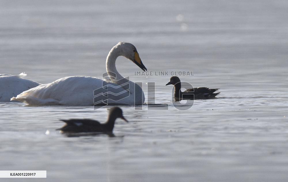 CHINA-QINGHAI-WHOOPER SWAN (CN)