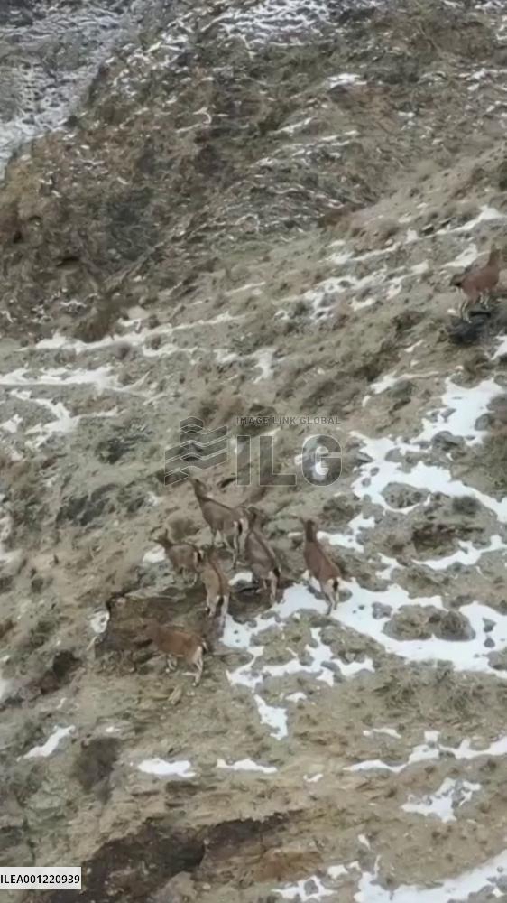 Wild argalis spotted running on steep cliffs