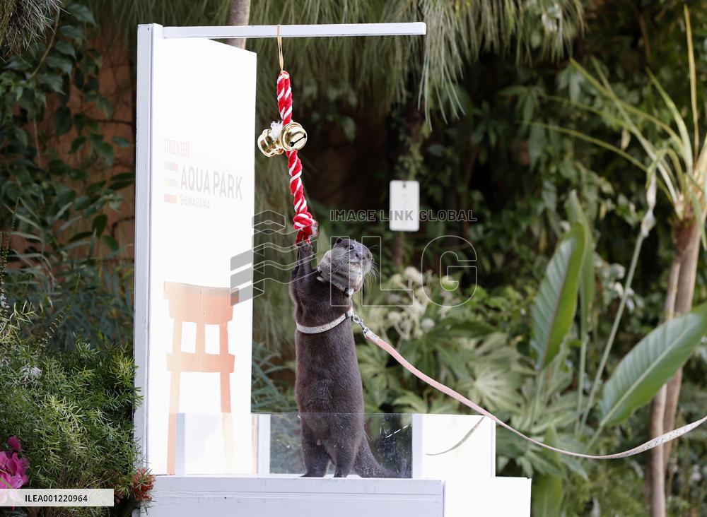 "Fortunetelling" otter gets ready for New Year