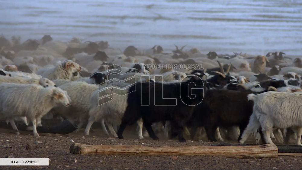Mongolia registers record high number of livestock