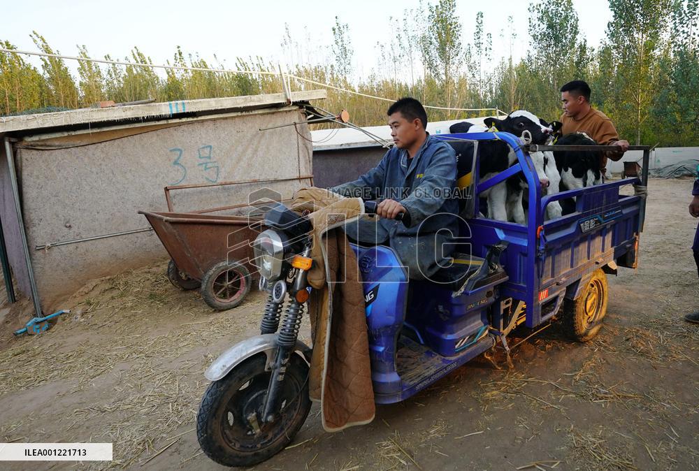 CHINA-HEBEI-XINHE-UNIVERSITY GRADUATE-CATTLE BREEDING (CN)