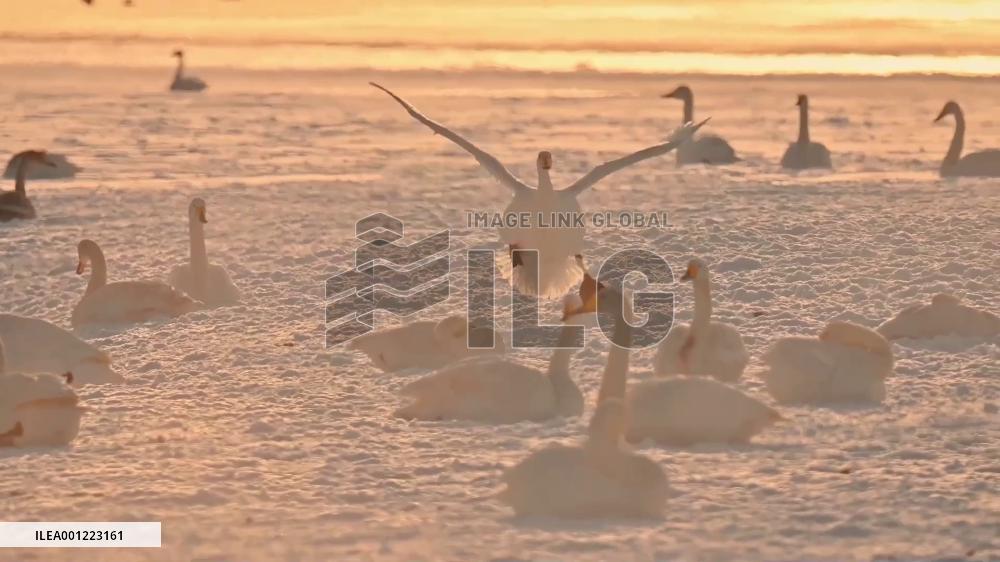 Whooper swans in wetland of China's Shandong