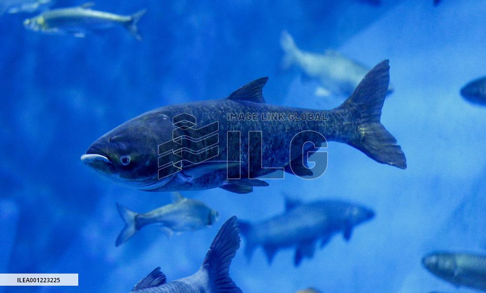 CHINA-JIUJIANG-AQUATIC ORGANISM CONSERVATION CENTER (CN)