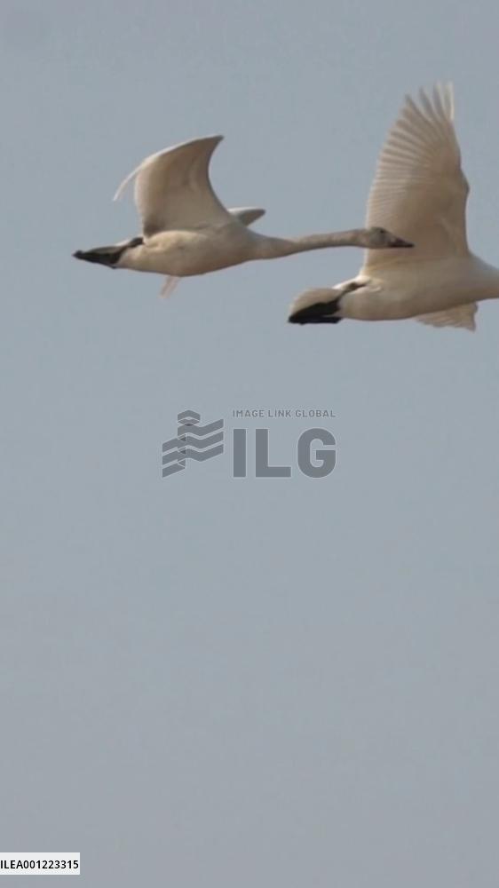 Whooper swans spend winter in N China's wetland