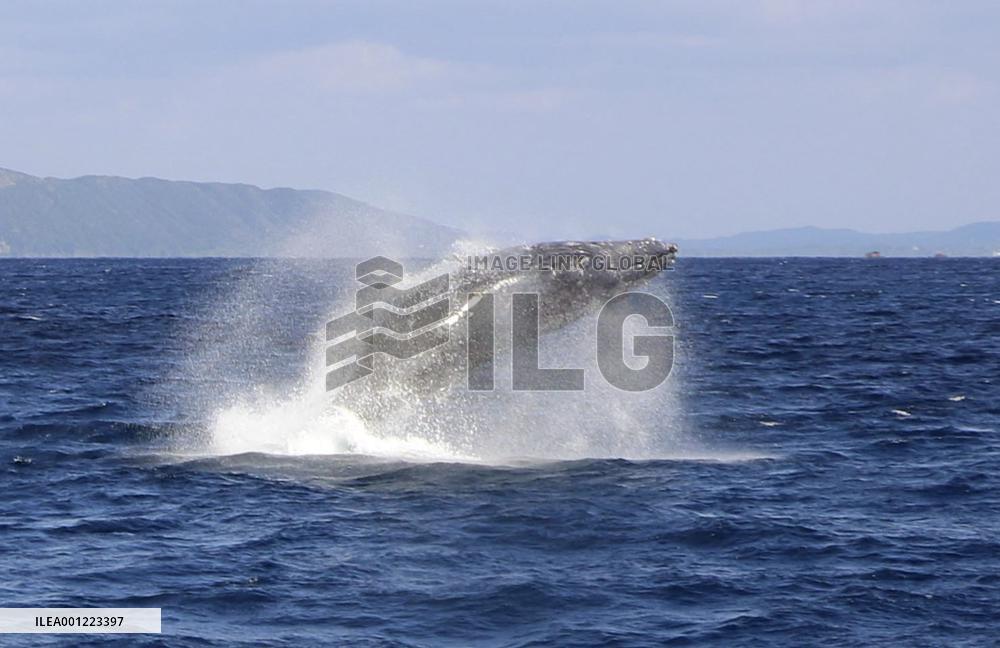 Humpback whale