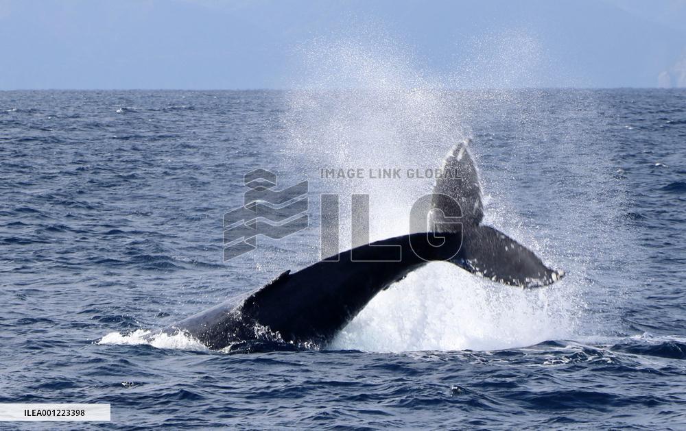 Humpback whale