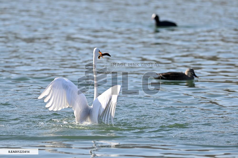 CHINA-SHANXI-TAIYUAN-FENHE RIVER-MIGRATORY BIRD (CN)