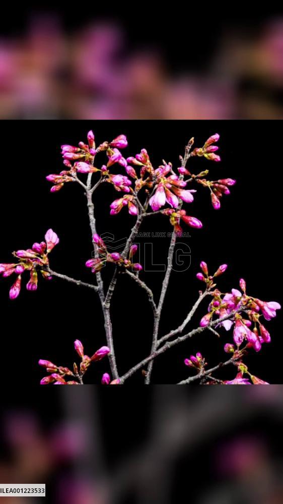 Timelapse: Winter cherry blossoms in China's Yunnan