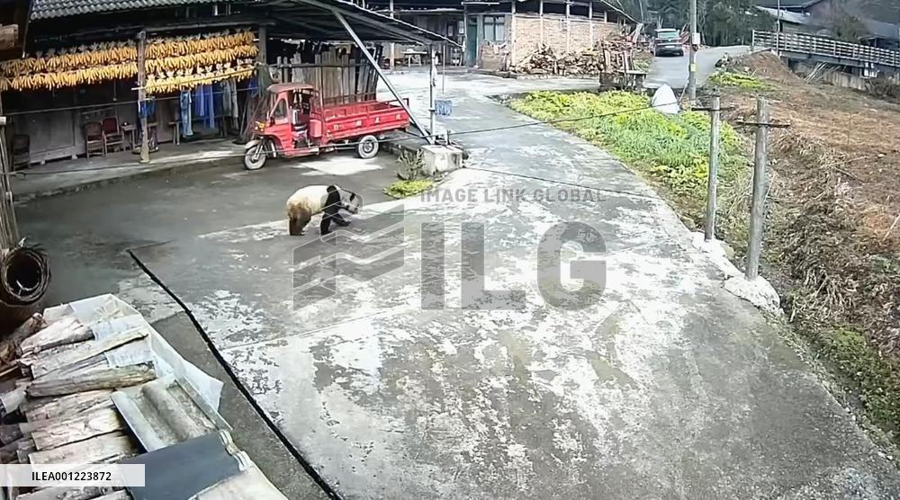 CHINA-SICHUAN-WILD GIANT PANDA-RESCUE (CN)