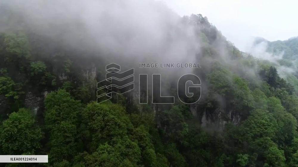 Rich biodiversity in China's Changqing nature reserve