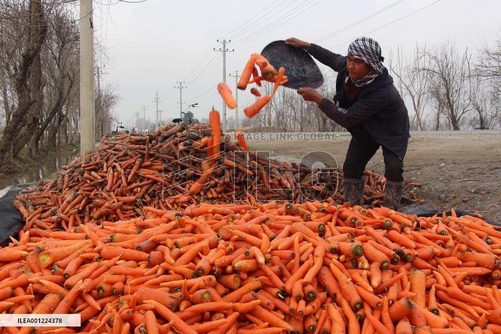 AFGHANISTAN-KUNDUZ-CARROT