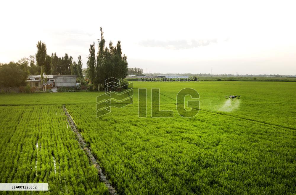 CHINA-XINJIANG-FARMLAND MANAGEMENT-SUMMER HARVEST-TECHNOLOGY APPLICATION (CN)