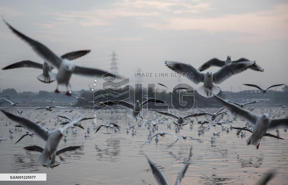 INDIA-NEW DELHI-MIGRATORY BIRDS