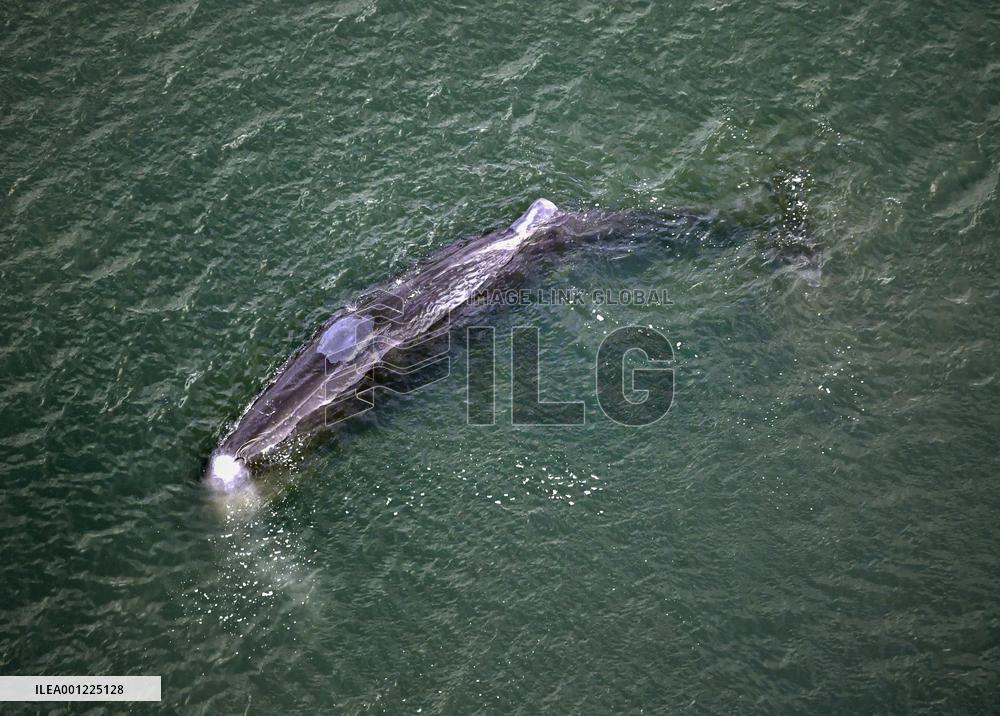 Whale spotted in Osaka river