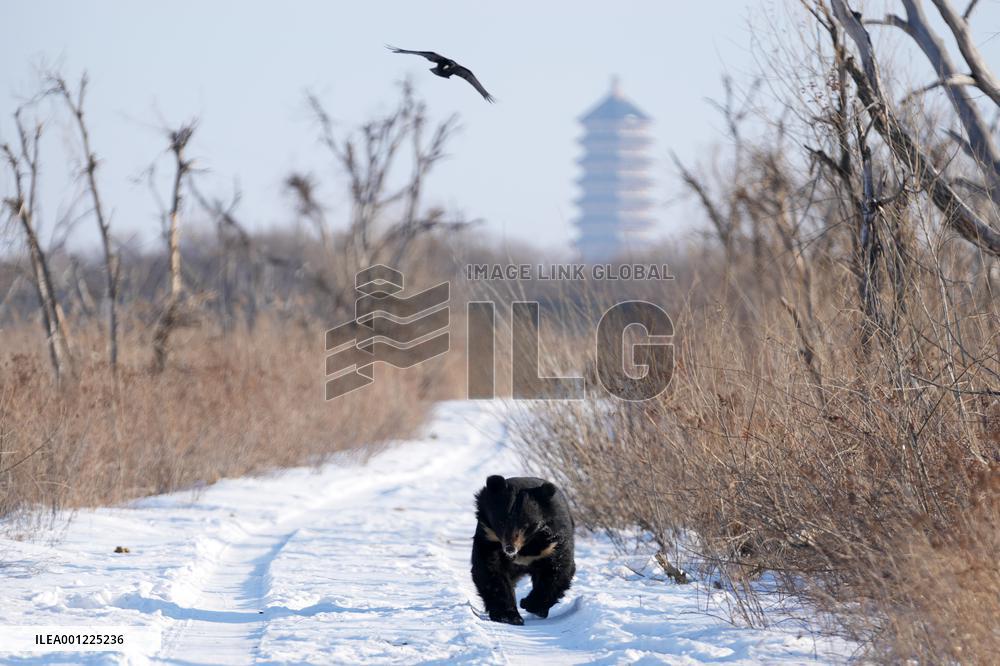 CHINA-HEILONGJIANG-FUYUAN-BLACK BEAR (CN)