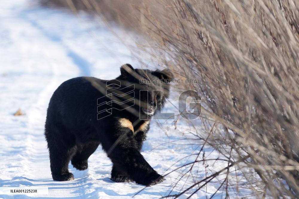 CHINA-HEILONGJIANG-FUYUAN-BLACK BEAR (CN)