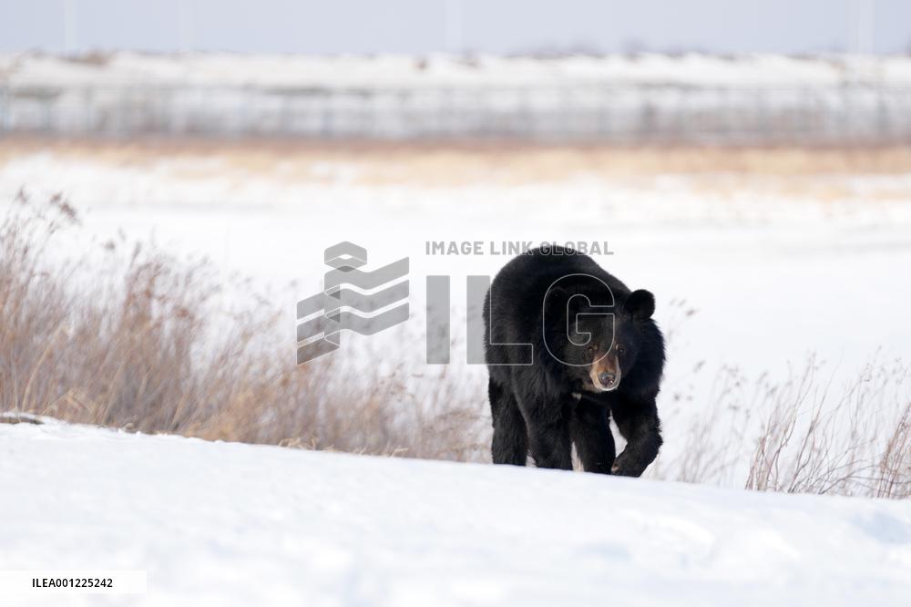 CHINA-HEILONGJIANG-FUYUAN-BLACK BEAR (CN)