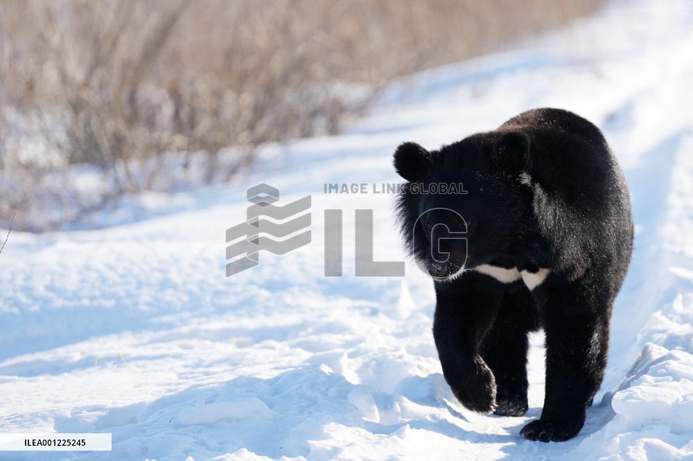 CHINA-HEILONGJIANG-FUYUAN-BLACK BEAR (CN)