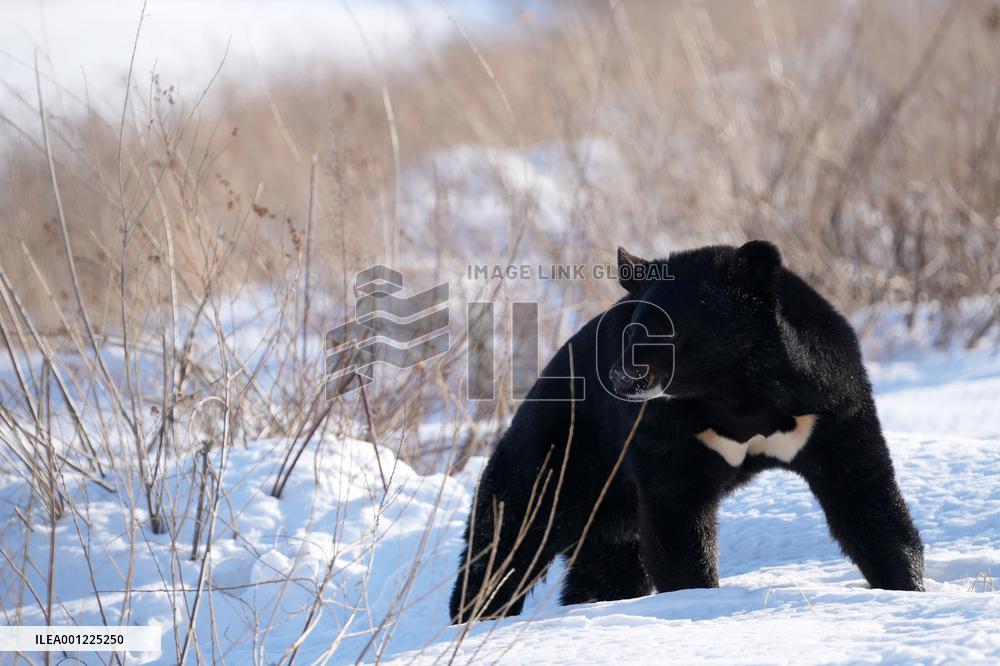 CHINA-HEILONGJIANG-FUYUAN-BLACK BEAR (CN)
