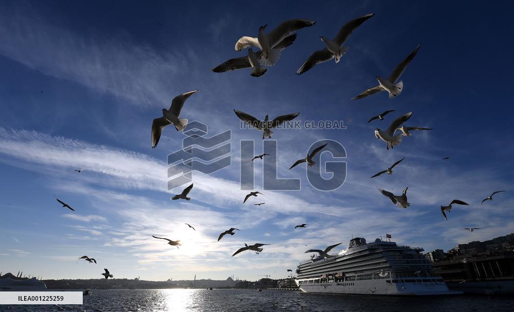 TÜRKIYE-ISTANBUL-BOSPORUS STRAIT-SEAGULLS