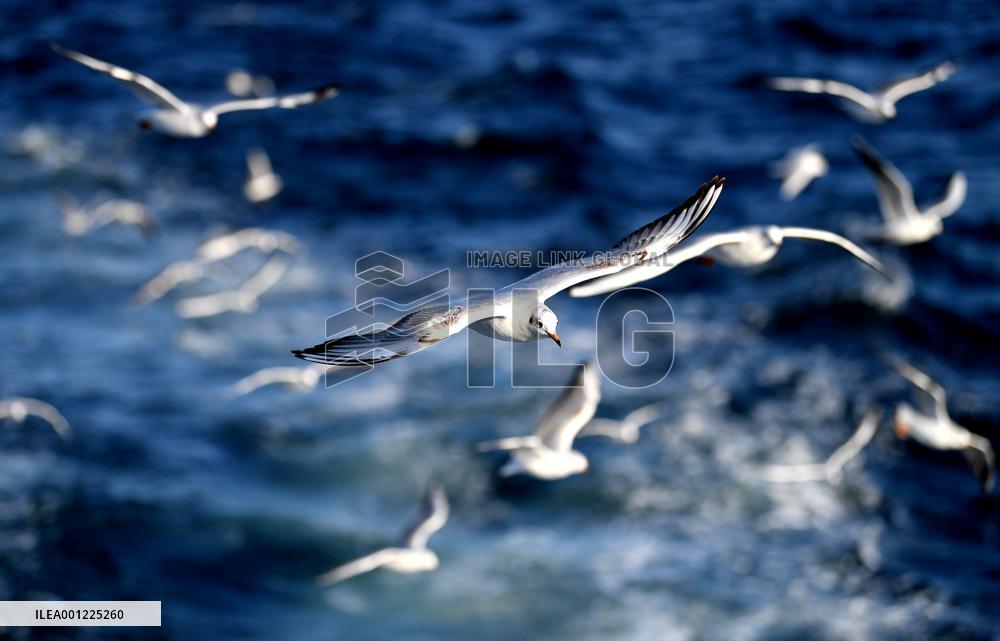 TÜRKIYE-ISTANBUL-BOSPORUS STRAIT-SEAGULLS